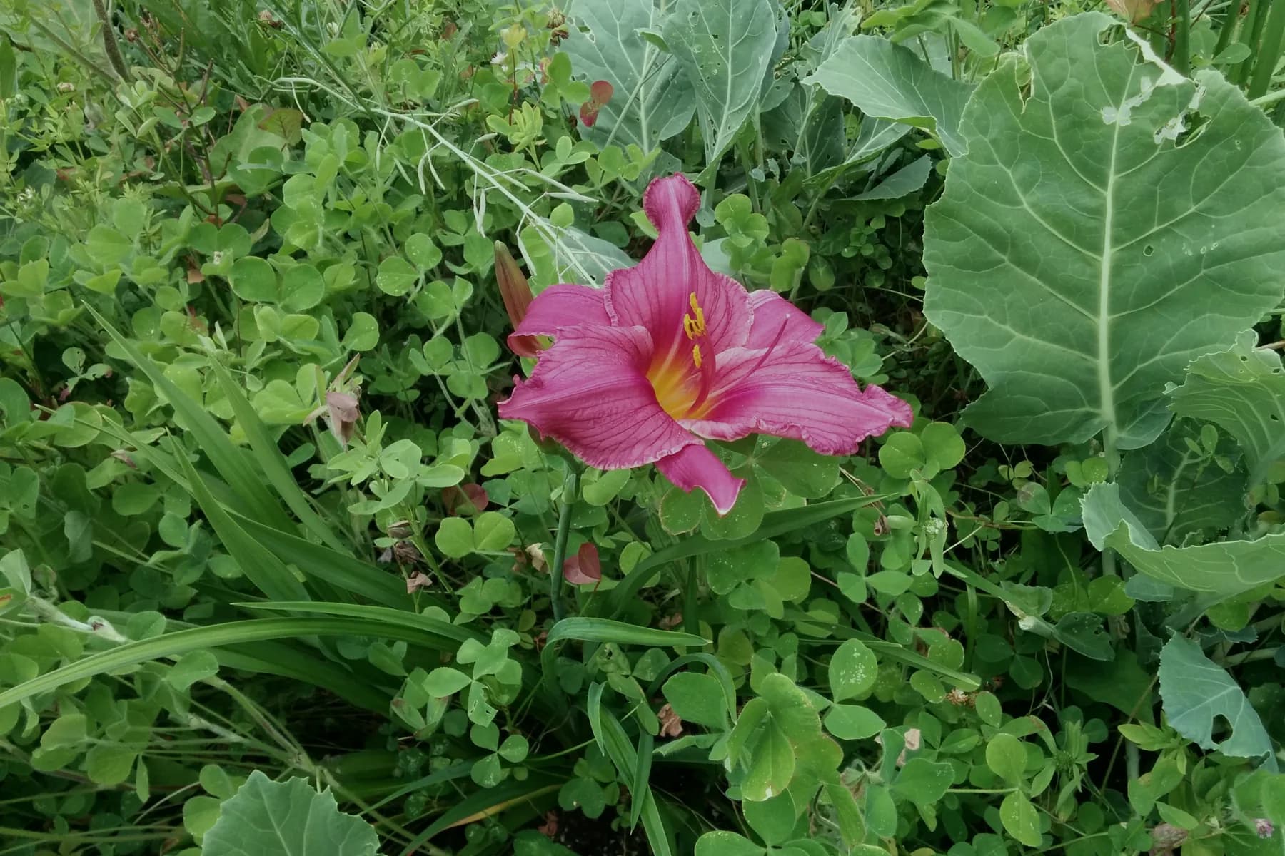A pink morning glory flower opening among broad green leaves