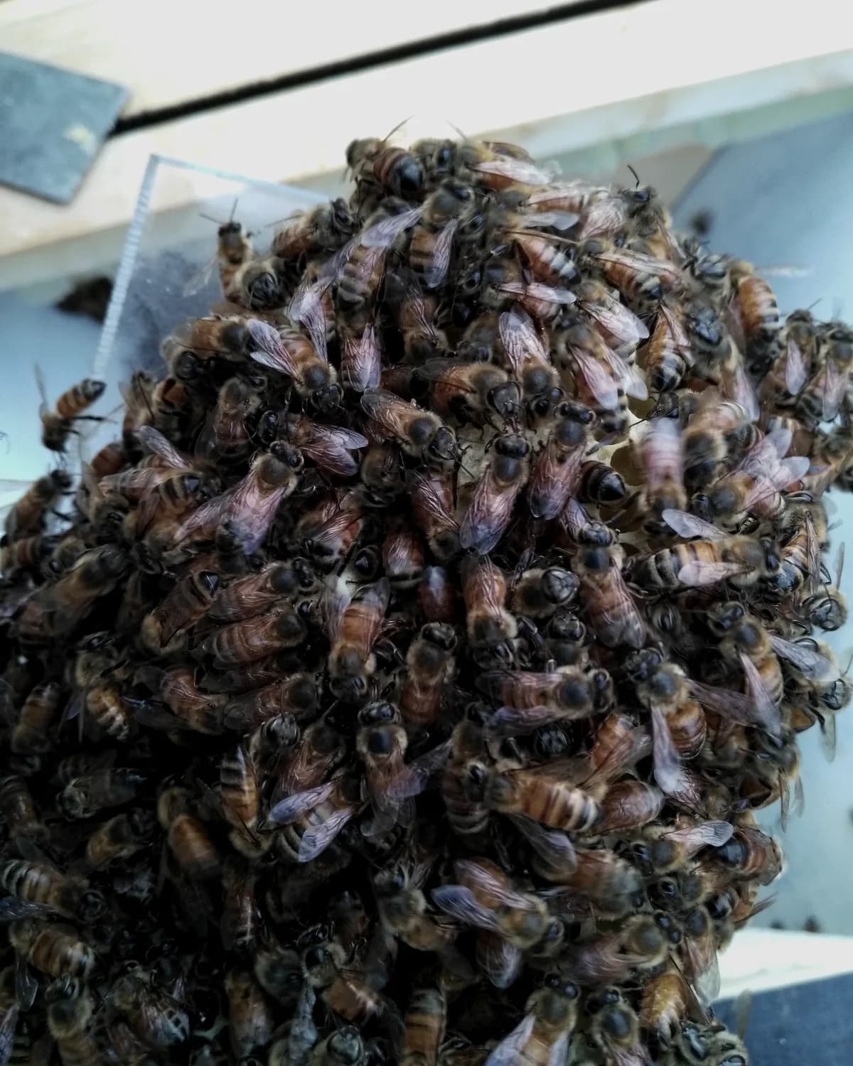 A beekeeper holding a frame of bees