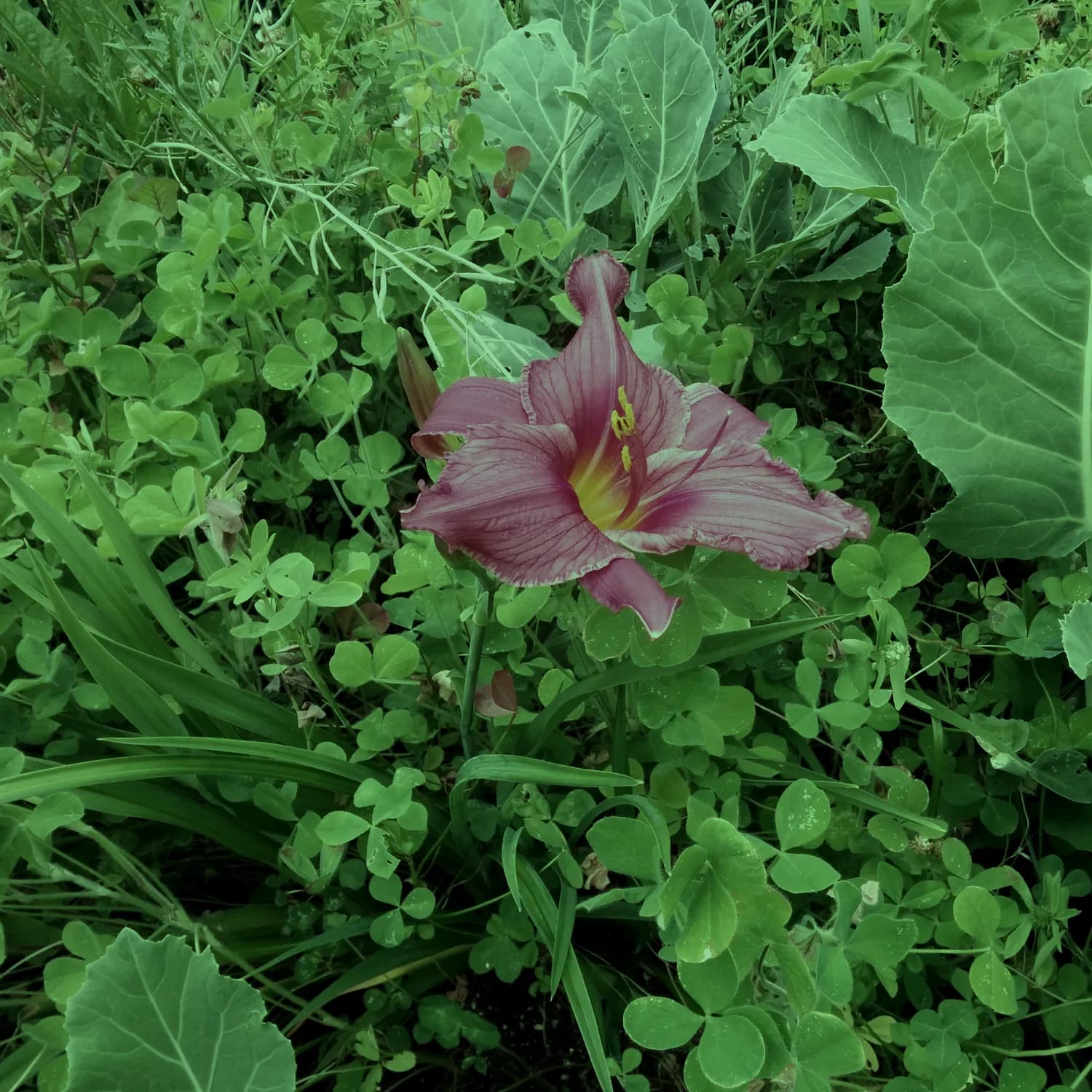 A pink morning glory flower growing in the Lotus Garden food forest